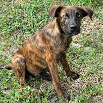 Thumbnail photo of Tommy #3