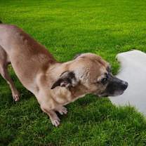 adopt-pet