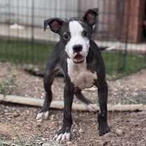 Thumbnail photo of Finn #1