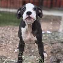 Thumbnail photo of Finn #2