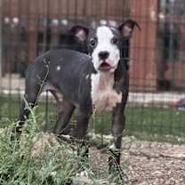 Thumbnail photo of Finn #3