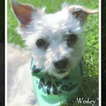 Thumbnail photo of Wesley #2