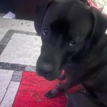 Thumbnail photo of Smudge #2