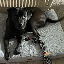 Thumbnail photo of Smudge #4