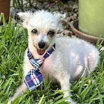 Thumbnail photo of Shrimp LF #1