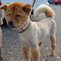adopt-pet
