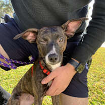 Thumbnail photo of Zula #3