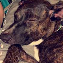 Thumbnail photo of Zula #4