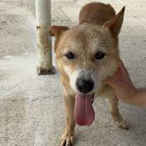 adopt-pet