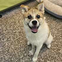 adopt-pet