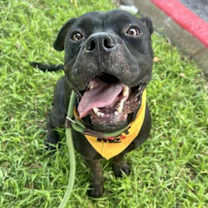 adopt-pet