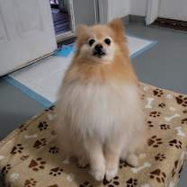 Thumbnail photo of Sir Charles #3