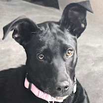 adopt-pet