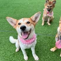adopt-pet