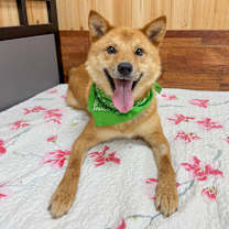 adopt-pet