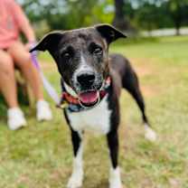 Thumbnail photo of Molly Kings Mountain #1