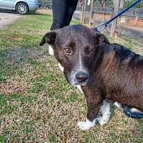 Thumbnail photo of Molly Kings Mountain #2