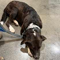 Thumbnail photo of Molly Kings Mountain #3