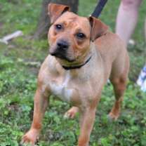 Thumbnail photo of Rosie #1