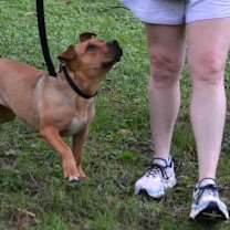 Thumbnail photo of Rosie #2