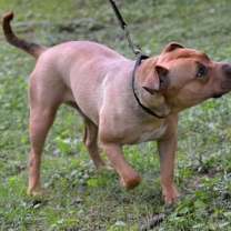 Thumbnail photo of Rosie #3