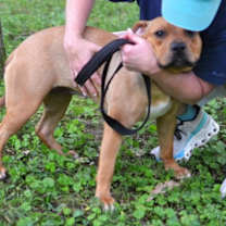 Thumbnail photo of Rosie #4