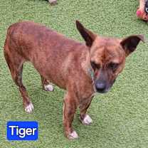 Thumbnail photo of Tiger #1