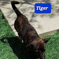 Thumbnail photo of Tiger #2