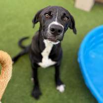 Thumbnail photo of Guanica litter -Marcus #3