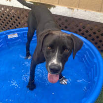 Thumbnail photo of Guanica litter -Marcus #4