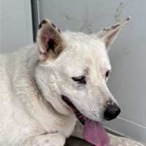 adopt-pet