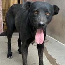 adopt-pet