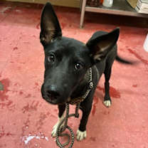 adopt-pet