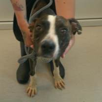 adopt-pet