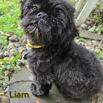 Thumbnail photo of Liam & Bugsy #1