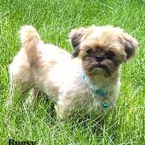 Thumbnail photo of Liam & Bugsy #2