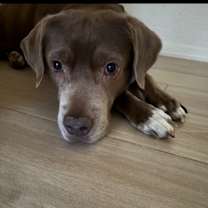 adopt-pet