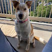 Thumbnail photo of Pumpkin #1