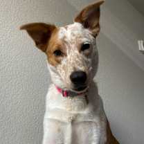 Thumbnail photo of Pumpkin #3