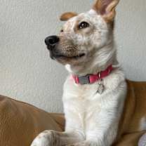 Thumbnail photo of Pumpkin #4