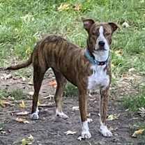 Thumbnail photo of Maverick #1