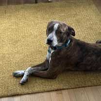 Thumbnail photo of Maverick #2