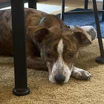 Thumbnail photo of Maverick #3