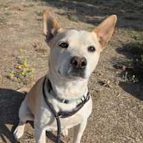 Thumbnail photo of Buster #1