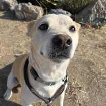 Thumbnail photo of Buster #2