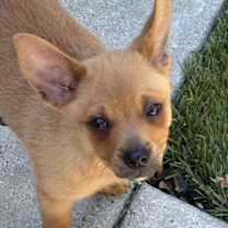 Thumbnail photo of Orion #1