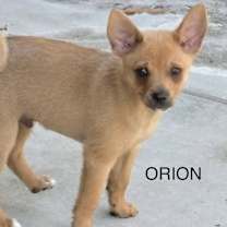 Thumbnail photo of Orion #2