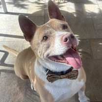 Thumbnail photo of 2 year of vaccines included #2