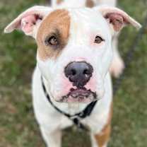 Thumbnail photo of Woody #2