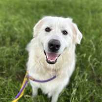 Thumbnail photo of Naga #2